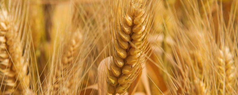 丰星麦4号小麦品种简介，全生育期214.9天