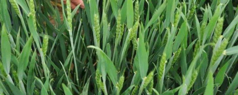 皖农398小麦种子介绍，属半冬性品种