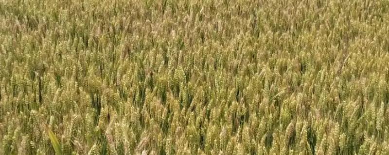 皖科189小麦品种简介，中抗/中感白粉病