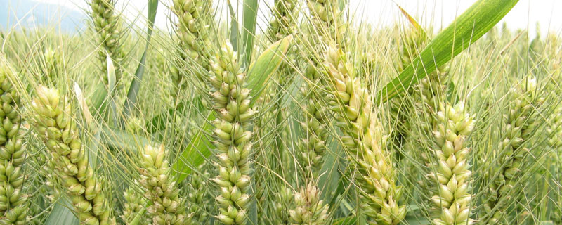 齐民7号小麦品种的特性，全生育期212.6天