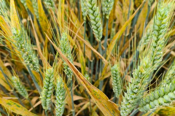 隆平麦9118小麦种子特征特性，全生育期211.7天