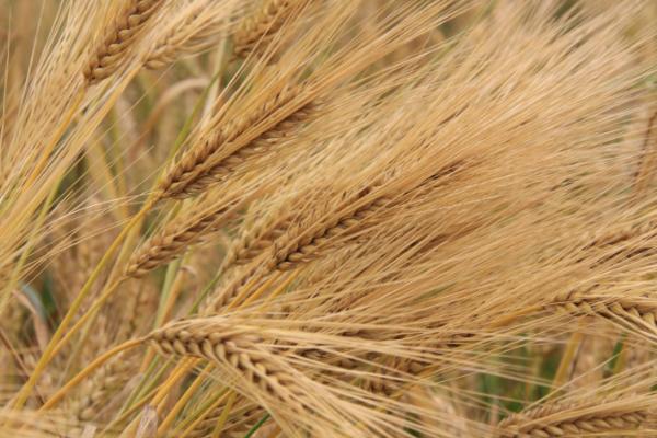谷神158小麦品种简介，属半冬性品种