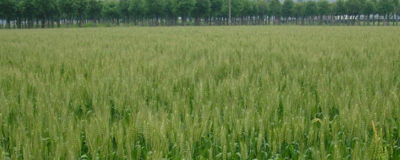 隆平麦9118小麦种子特征特性，全生育期211.7天