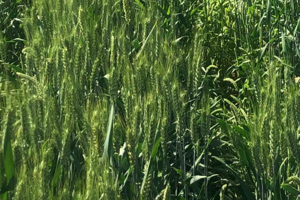 谷神158小麦品种简介，属半冬性品种