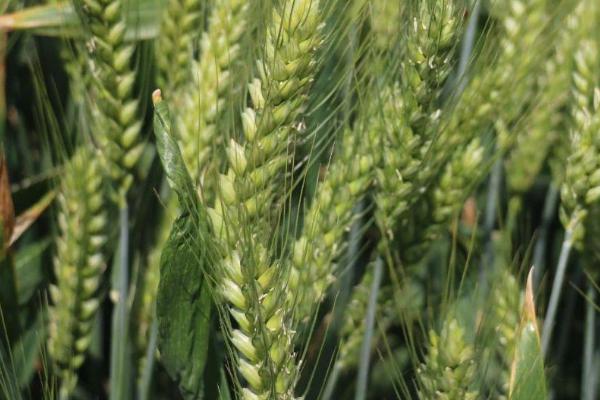 皖宿0838小麦种子特征特性，全生育期224.6天