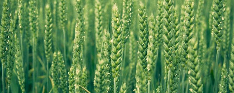 安农1589小麦种简介，每亩16－18万基本苗