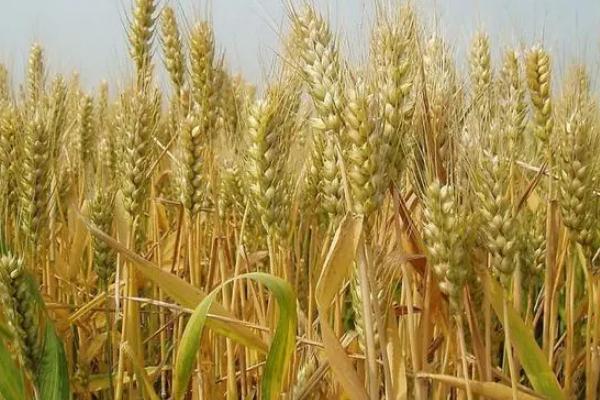 安科1602小麦种子介绍，每亩16－18万基本苗