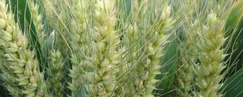 金麦106小麦种子特征特性，每亩18－20万基本苗