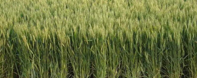 西农109小麦种简介，为中筋品种