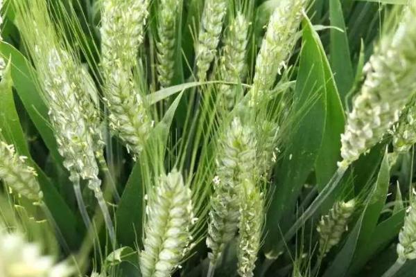 金麦106小麦种子特征特性，每亩18－20万基本苗