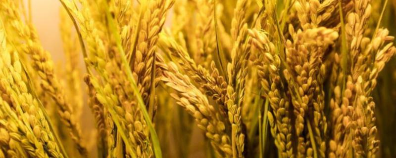 台粳017水稻种简介，亩播种量15－20千克
