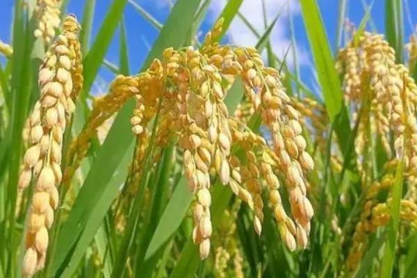 台粳017水稻种简介，亩播种量15－20千克