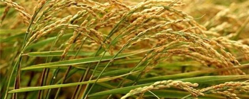 乐香6号水稻品种简介，在中等肥力土壤