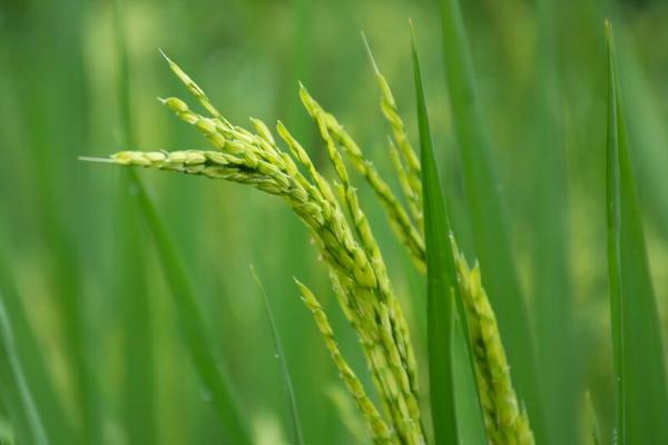 徽粳807水稻种子特点，全生育期为154.1天