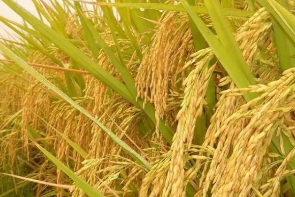 星两优1987水稻品种的特性，中抗稻曲病（病穗率5.0%）