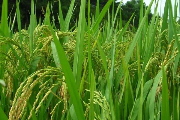 凯两优77水稻种子简介，全生育期为134.0天