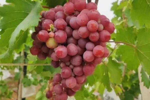 中熟葡萄有哪些常见品种，巨峰、巨玫瑰、醉金香均是中熟品种