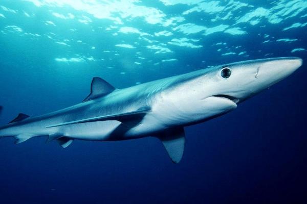 鲨鱼的种类大全，全世界共有8目