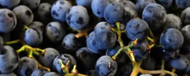 蓝莓葡萄的产地，源自摩尔多瓦