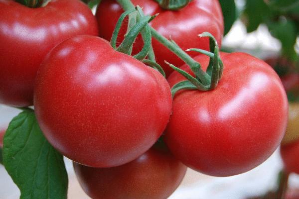 7、8月份适合种植什么菜，可以选择丝瓜、茄子、芹菜、苦瓜等
