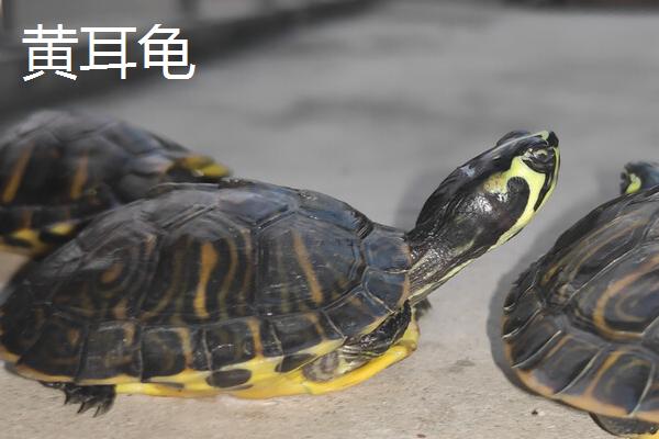 黄耳龟是不是巴西龟的一个品种，属于巴西龟里面的常见亚种
