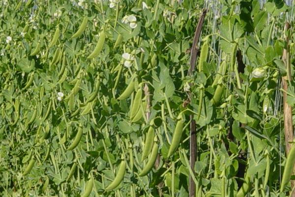 豌豆具有什么的性状，是自花传粉且闭花授粉