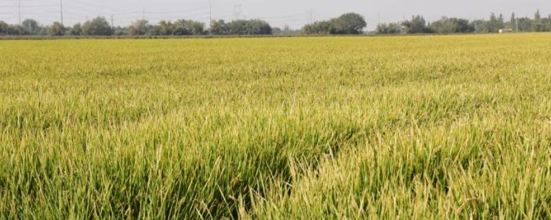 皖直粳001水稻种子特征特性，中粳常规水稻品种
