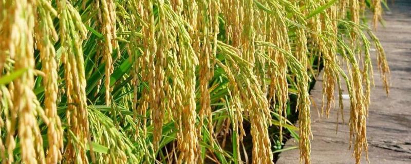 泰优965水稻种子介绍，全生育期为121.5天