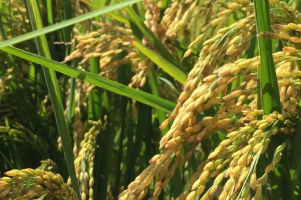 秝S水稻种子简介，在福建沙县5月13日播种