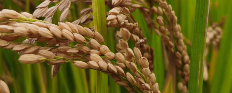秝S水稻种子简介，在福建沙县5月13日播种