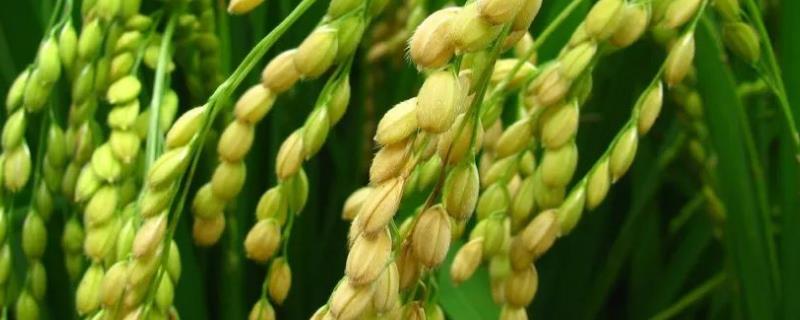 乐粳8号水稻种子特征特性，全生育期为144.0天