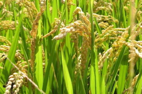 悠香123A水稻种子特征特性，两期父本相隔5天播种