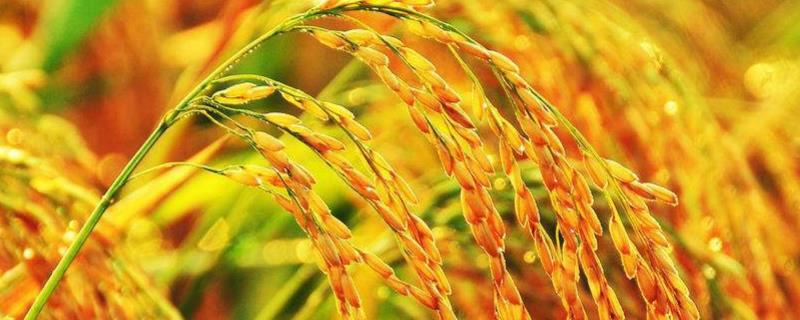 山S水稻种简介，在福建沙县5月中下旬播种