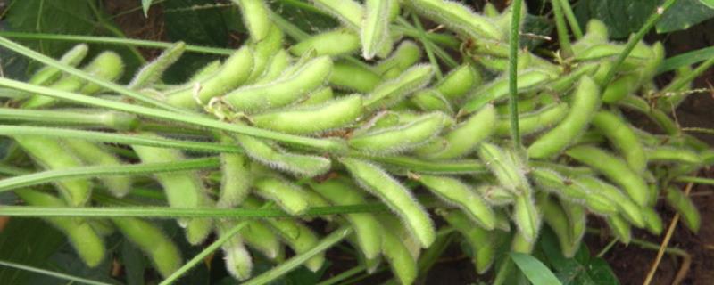 华春11大豆品种简介，春播出苗至成熟96.7天