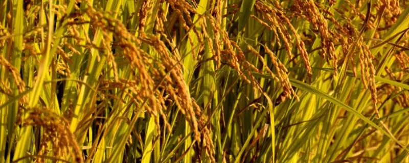 两优1219水稻种子特点，每亩基本苗达到8万苗左右