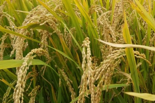 悠香123A水稻种子特征特性，两期父本相隔5天播种