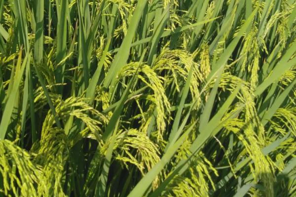泰优韵占水稻种简介，秧田播种量每亩8-12公斤