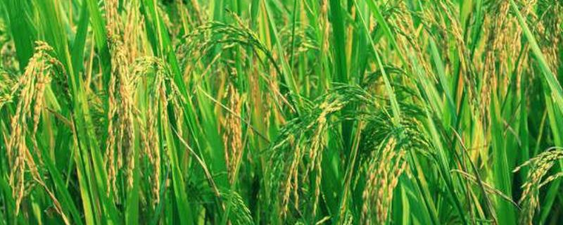 福泰优196水稻种简介，每亩有效穗数17.4万