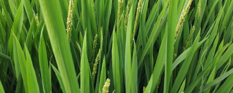 吉优342水稻种子特征特性，每亩有效穗数18.8万