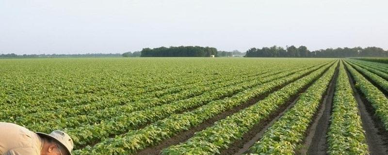 赣豆15号大豆种简介，一般每亩留苗1.7万株左右