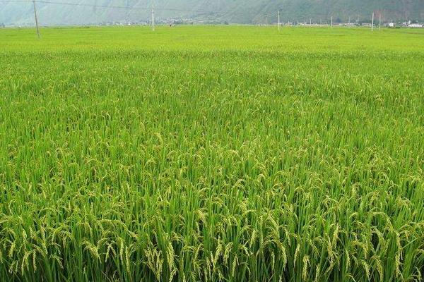京优382水稻品种的特性，大田用种量每亩1.0公斤