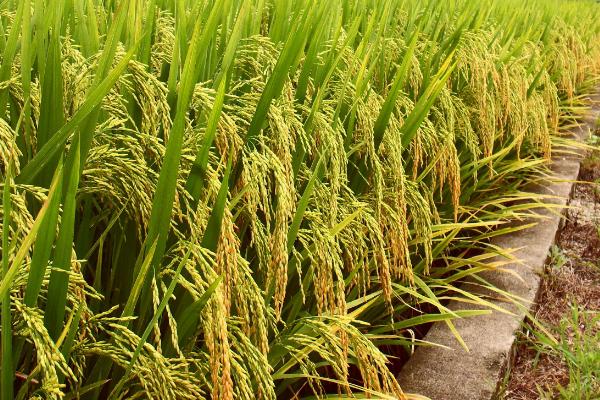 昌盛优989水稻种子特征特性，该品种株型适中