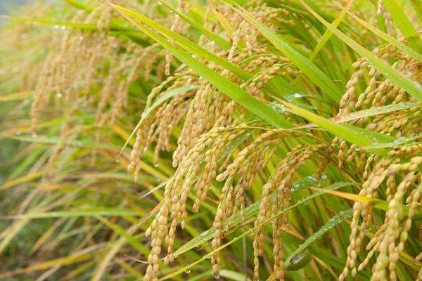 琻两优3817水稻种子介绍，6月18-23日播种