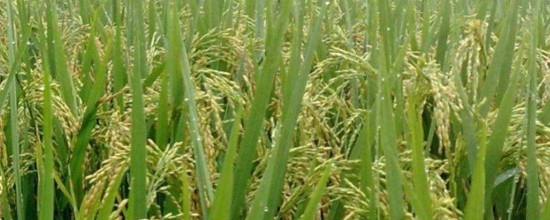 晖两优1755水稻种简介，6月20-25日播种
