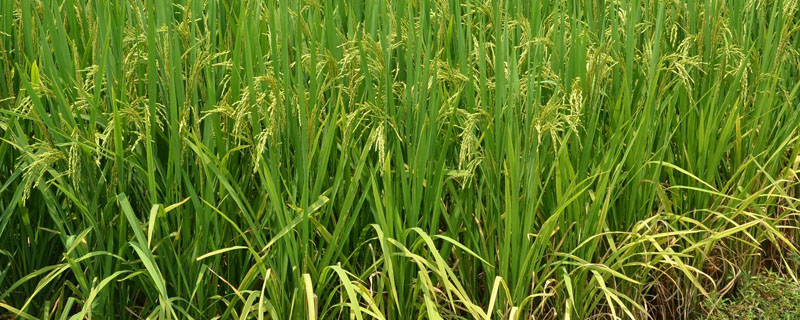 中禾优1号水稻种子介绍，5月中下旬播种