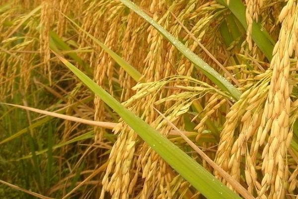 嘉禾优7245水稻品种的特性，全生育期125.8天
