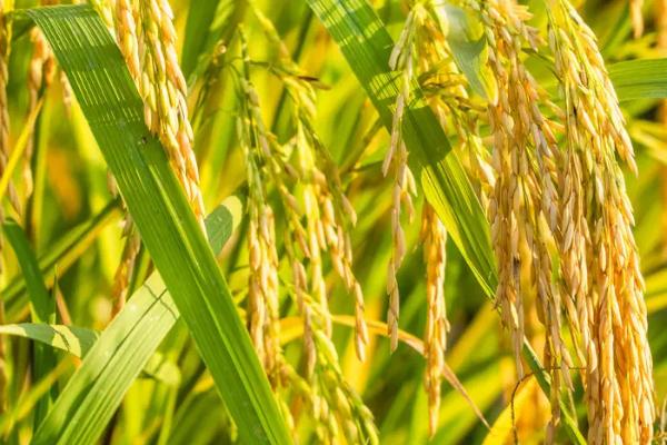安优5020水稻种子简介，该品种株型紧凑
