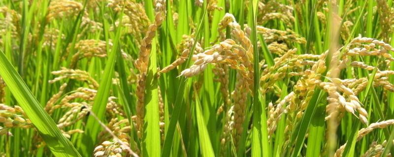 华6优1168水稻种子简介，6月20-25日播种