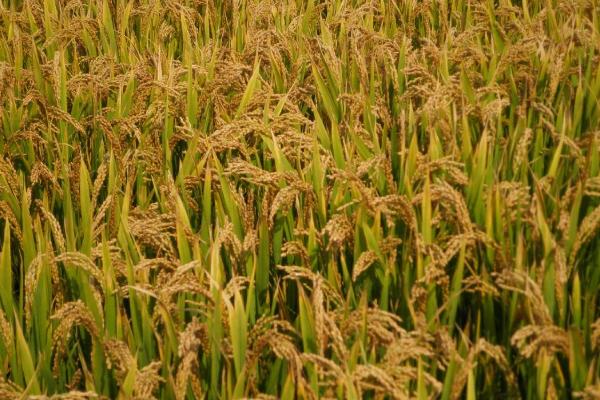 安优5020水稻种子简介，该品种株型紧凑