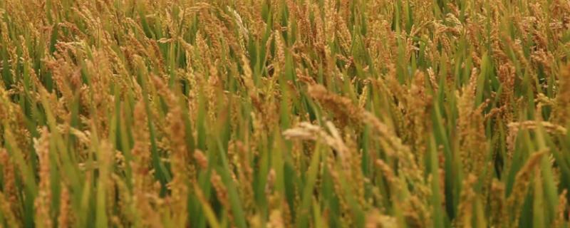 荷优8116水稻种子简介，大田用种量每亩1.5公斤